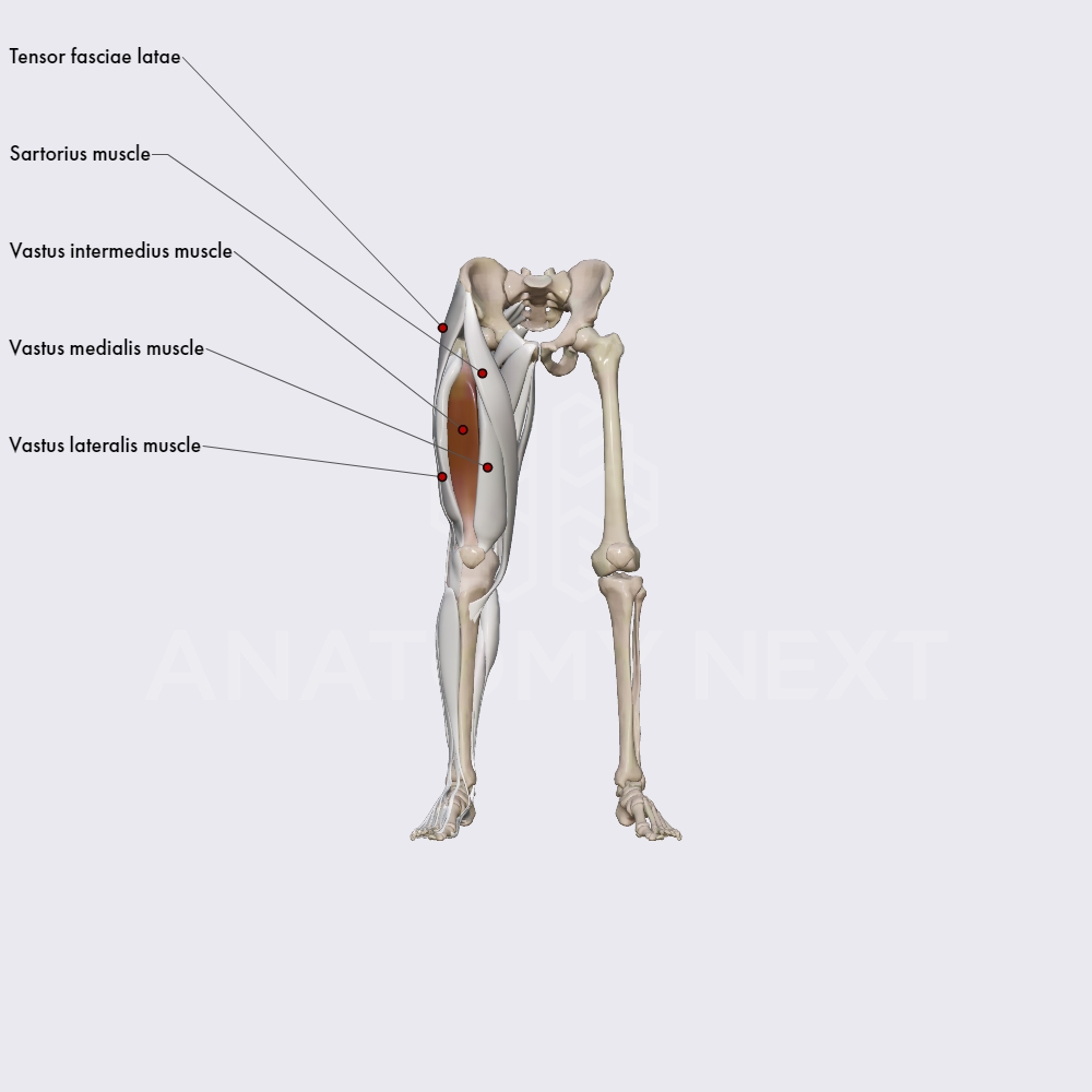Anterior compartment of thigh muscles (part 2)